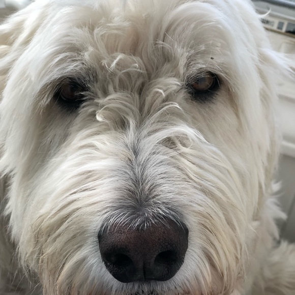 Meet your Posher, Abby - Picture 1 of 1